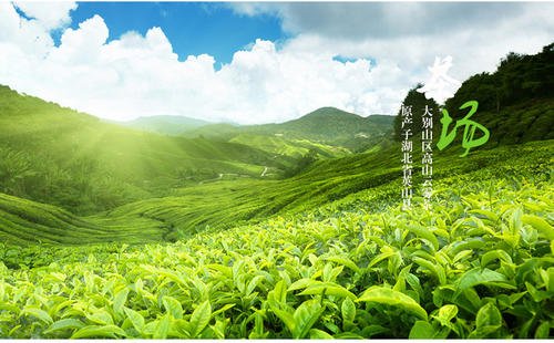 英山县2019年茶叶产值22.31亿元