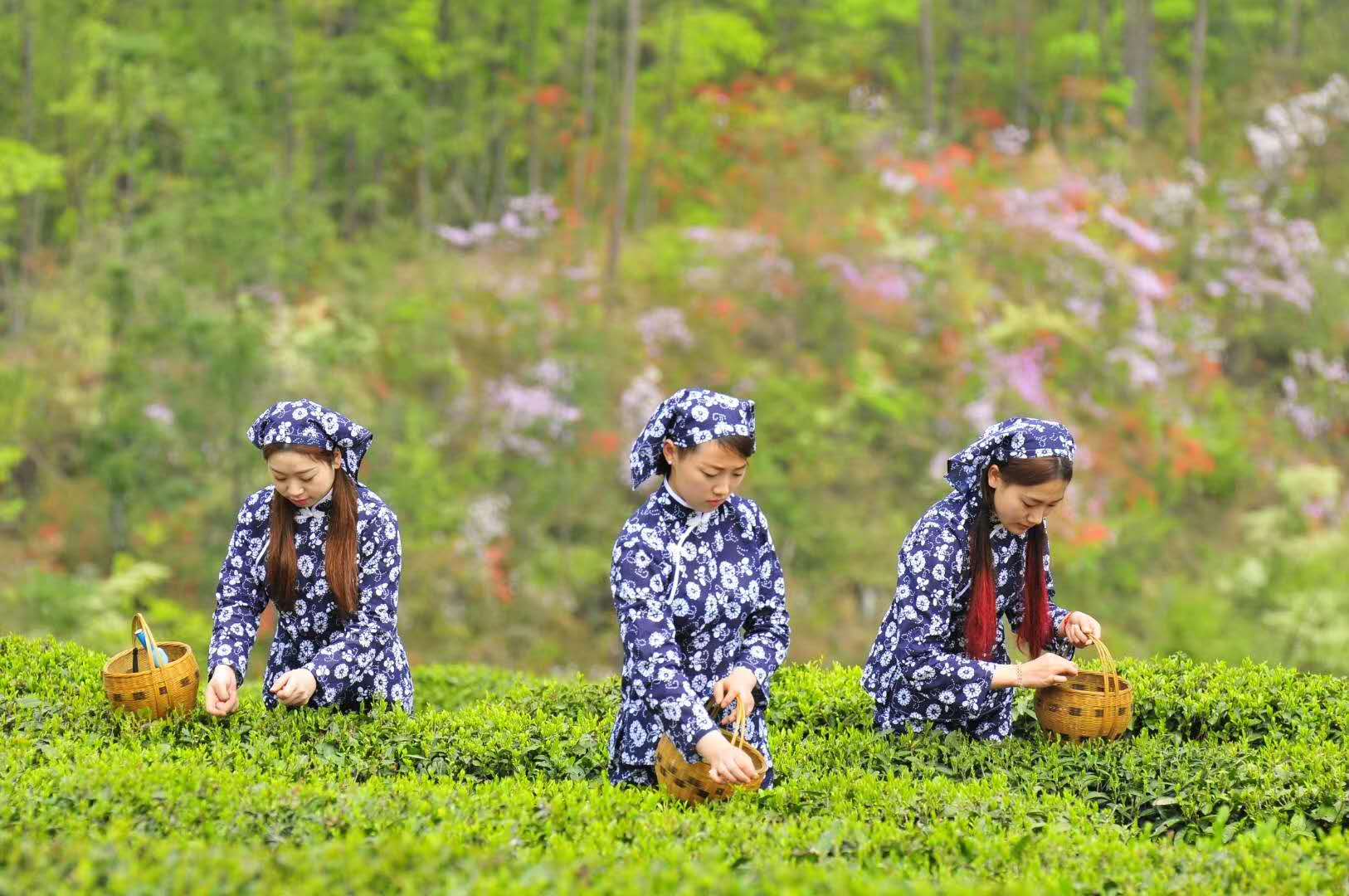 消费者眼中的赤壁青砖茶——赤壁青砖茶产业发展调研报告