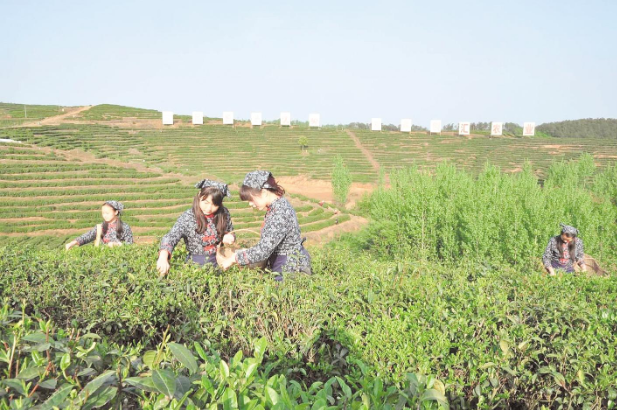 “大洪山”牌系列茶叶