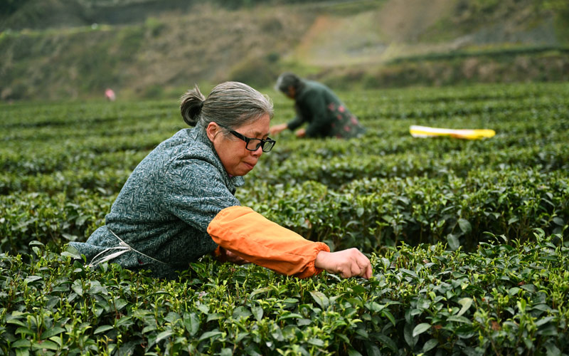 湖北茶叶网