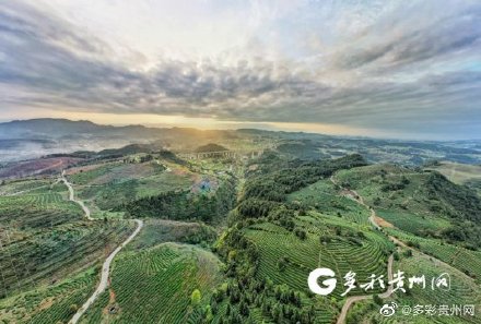 湖北茶叶网（www.hbtea.cn）