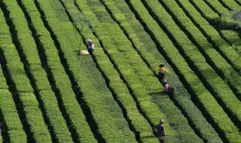 湖北茶叶网（www.hbtea.cn）