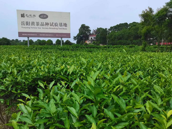 岳阳黄茶品种实验基地。受访单位供图