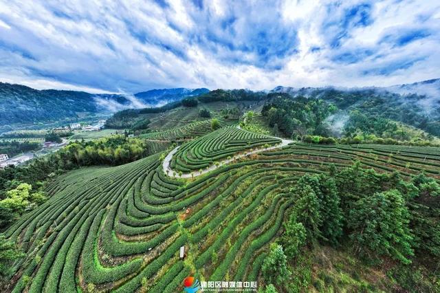 建阳：做好“茶文章” 撬动“茶经济”