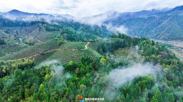 建阳：做好“茶文章” 撬动“茶经济”