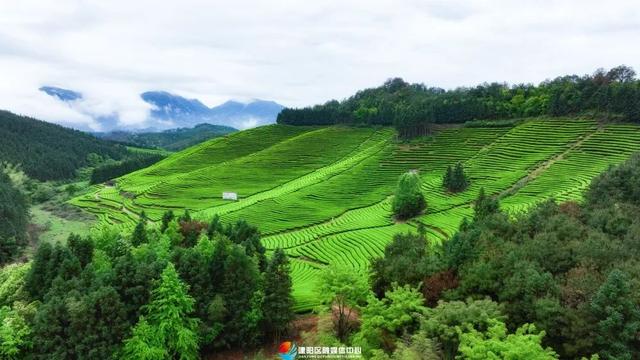 建阳：做好“茶文章” 撬动“茶经济”