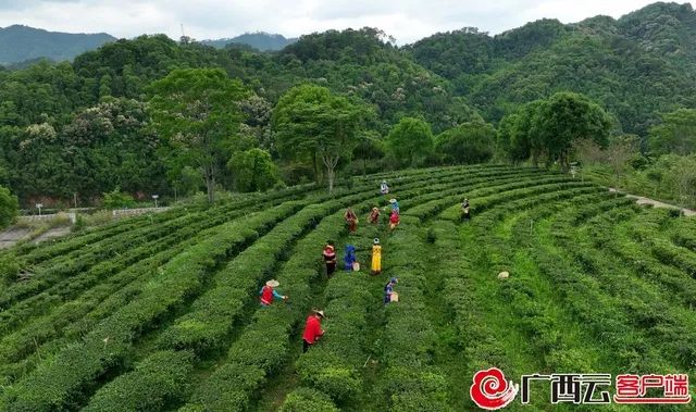 六堡005.jpg undefined