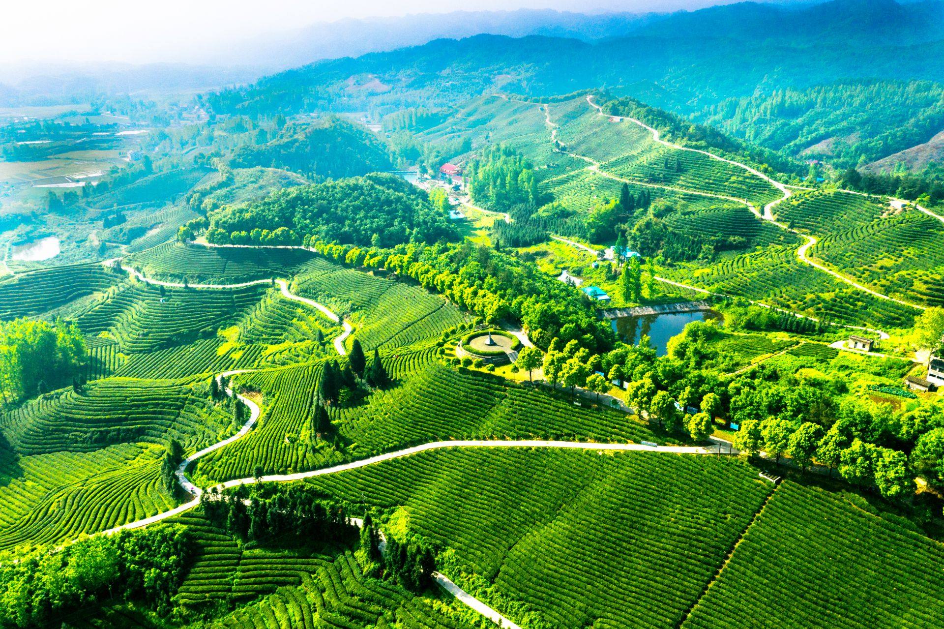 中茶协积极助力地理标志产品保护工作