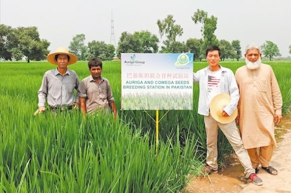 科珈种业在巴基斯坦开展水稻育种。