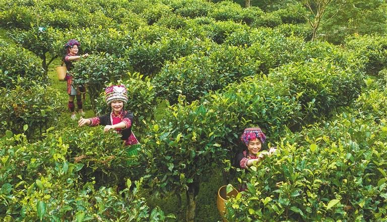 云南：镇沅县专题研究茶产业暨低氟普洱茶产销工作