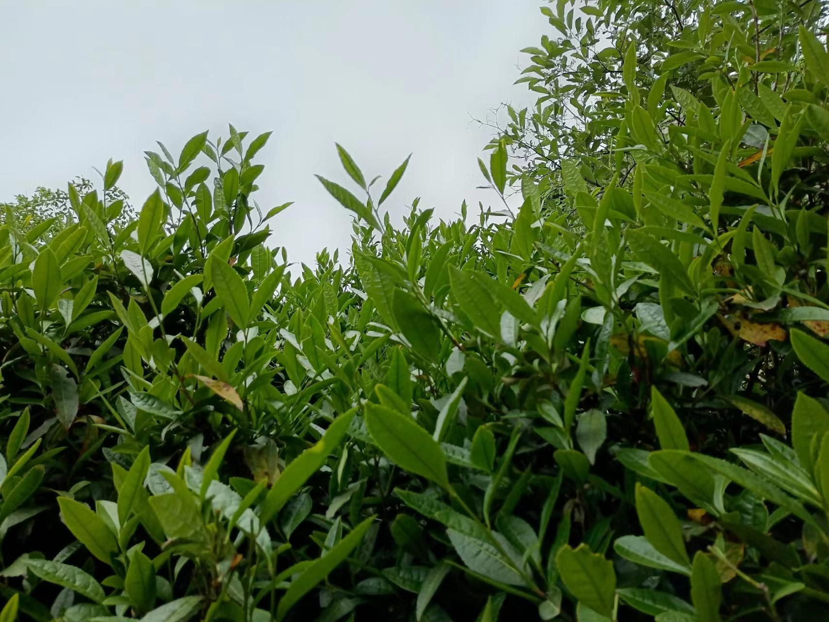 做好“一片叶子”文章 藤县计划建设生态茶园2.5万亩