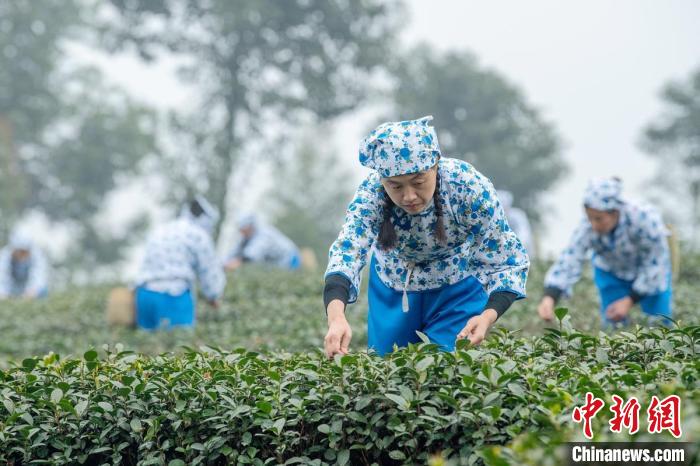 四川乐山：早春茶开采制茶人现场展手工制茶技艺