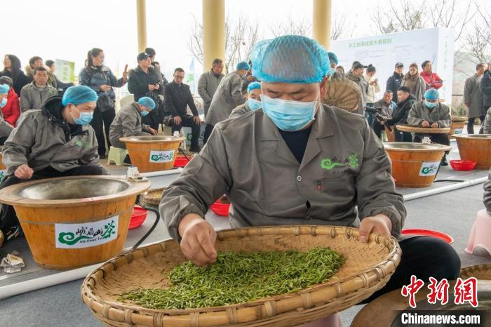 参赛选手正在挑选嫩碎茶叶。　刘忠俊 摄