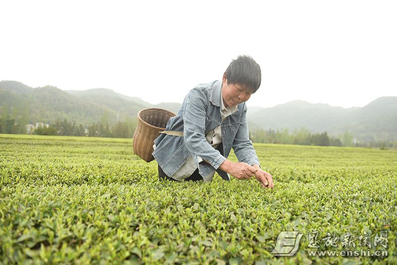 大河镇桐子园村茶农在采摘茶叶。