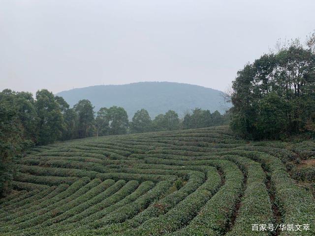 李白定名入诗的玉泉仙人掌茶几近消亡，湖北当阳抢救发掘创立名品