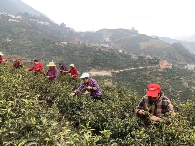 湖北茶区第一杯早春丝绵茶新鲜出炉