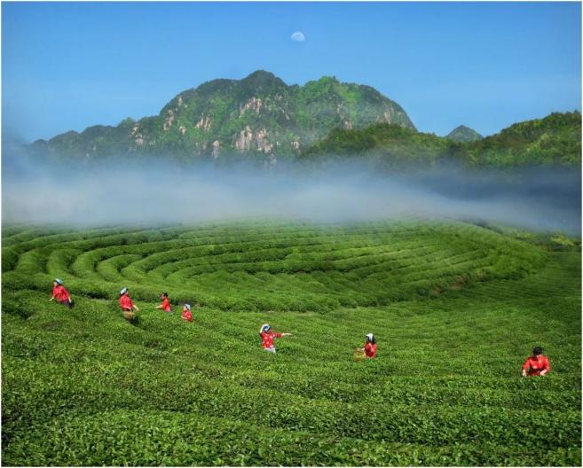 月底开幕！2022庐山国际名茶名泉博览会精彩活动抢“鲜”看