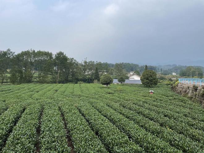 四川雅安名山区纪委监委护航茶产业发展