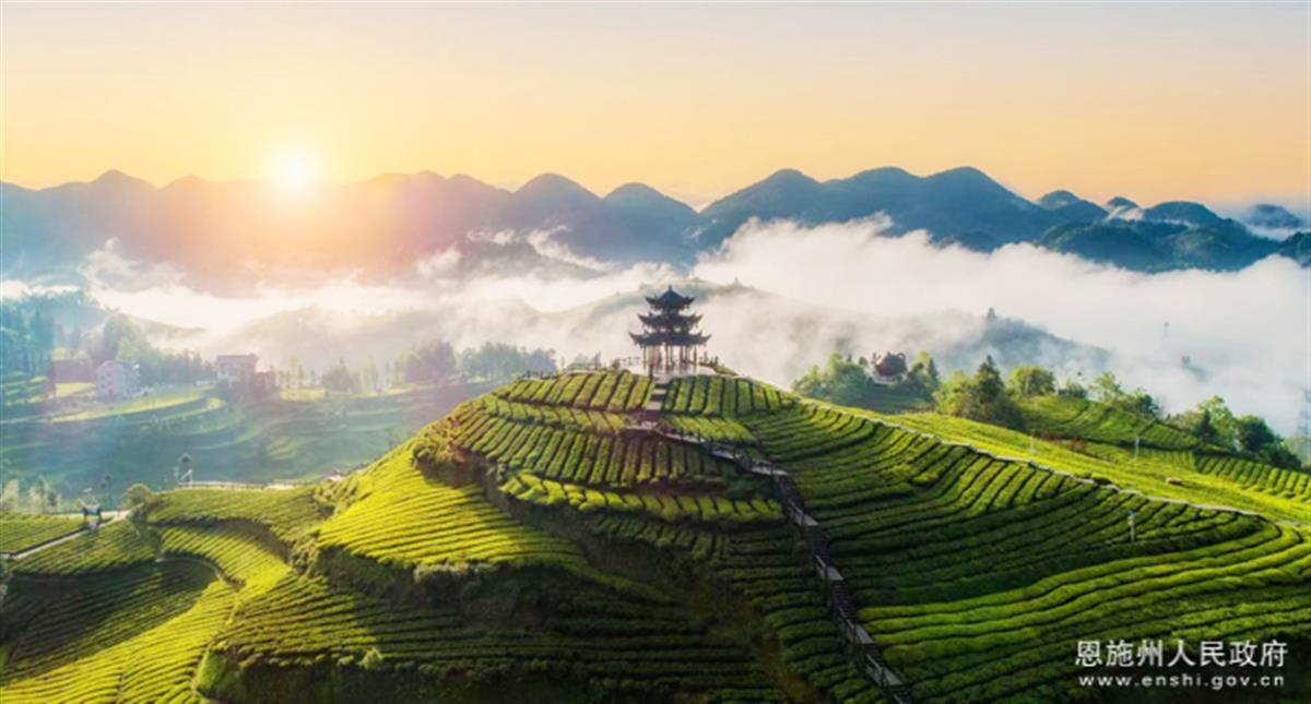 《湖北省促进茶产业发展条例》实施一年，全省茶叶去年出口2.35万吨