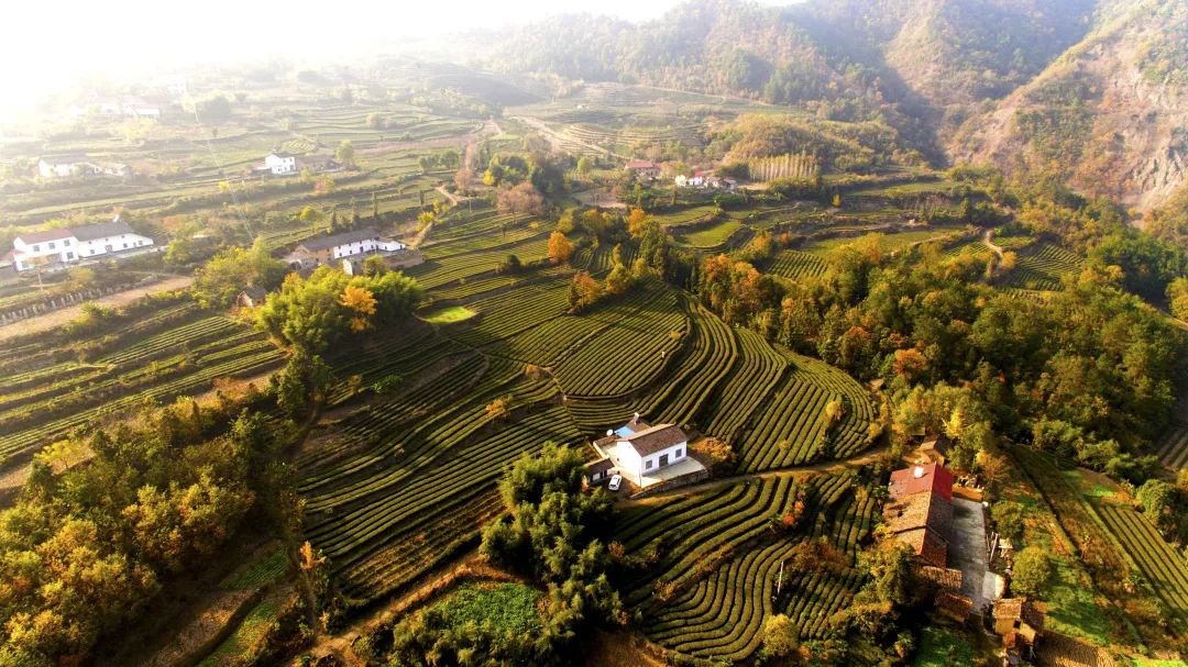 远安黄茶再获多项国家级奖项！