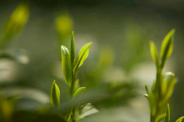 推动茶产业高质量发展，湖北省浠水县首个茶叶链党建联盟组织成立