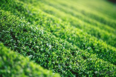 前4个月出口超53亿元，同比增长21.8%—— 湖北农产品香飘海外