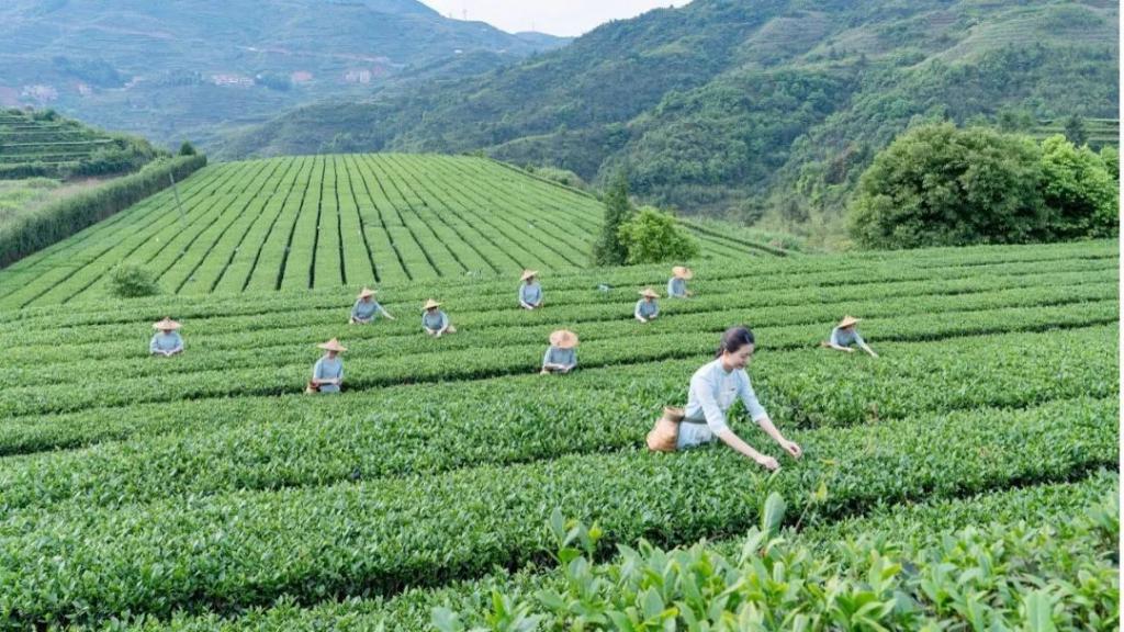 这家茶企如何杀出 3000 亿赛道？