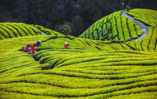 2021中国茶业科技年会将于7月6-9日在湖北恩施举办！