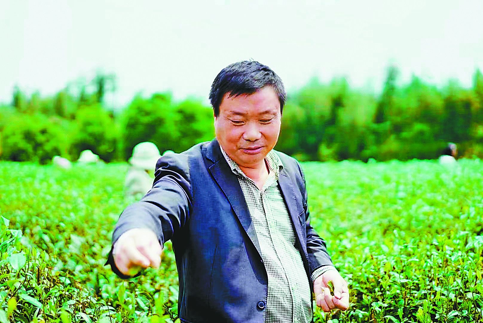 湖北武汉大雾山茶业公司总经理胡全波： 匠心向党 茶香富民