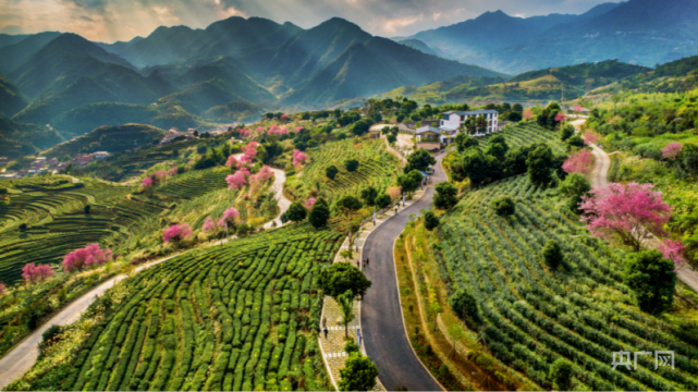 “安溪铁观音茶文化系统”公开征集LOGO和主题语