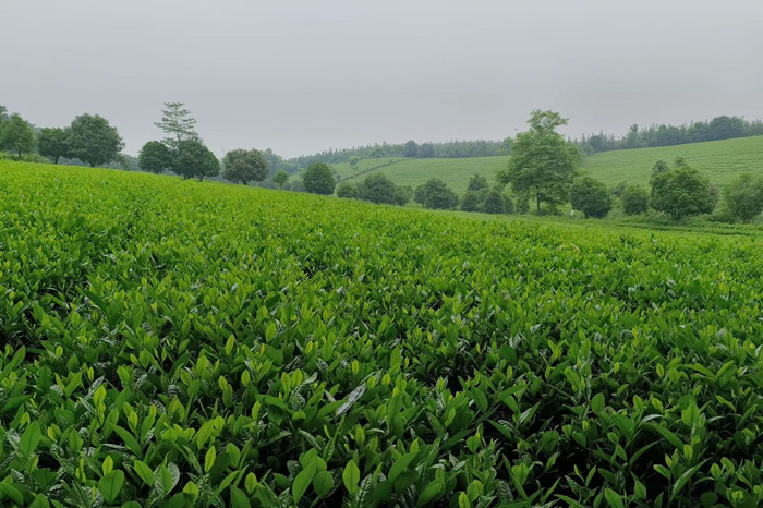 武当山茶产业研究院揭牌