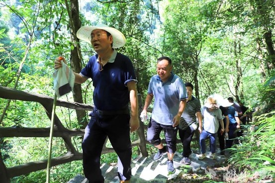 国家茶产业技术体系首席科学家指导小神农架野茶资源的保护与开发