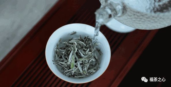 河源紫金 小叶子成就大产业 紫金蝉茶香飘四海