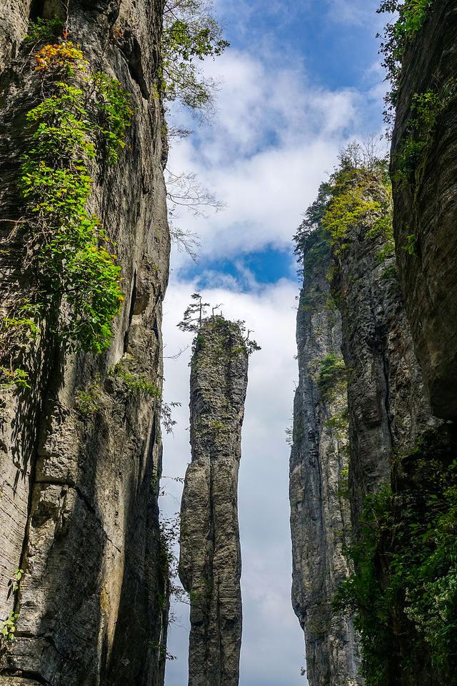 从欧美俄竞相采购到无人问津，湖北这一茶品牌经历了什么