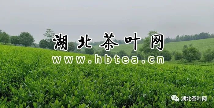 湖北茶叶网请你来喝茶了！每天三杯免费喝