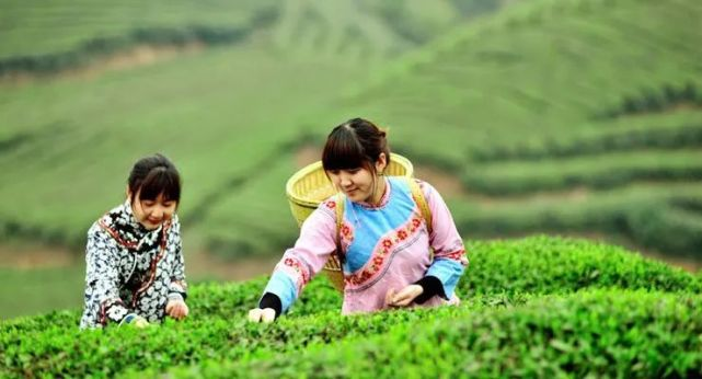 湖北省上半年果茶产业稳定发展 实现提质增效、增产增收