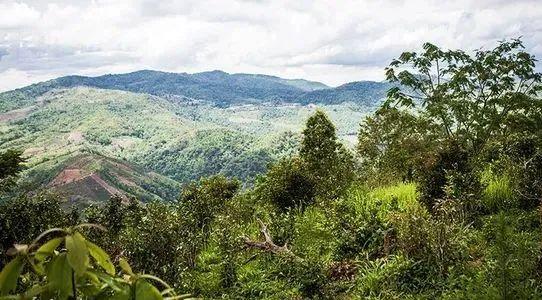 2022中国（江西）茶产业高质量发展大会在吉安市召开