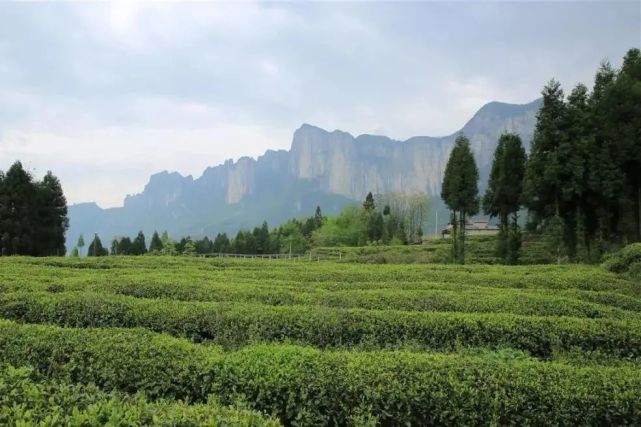 省政协主席孙伟：奋力建设湖北茶产业向强省跨越