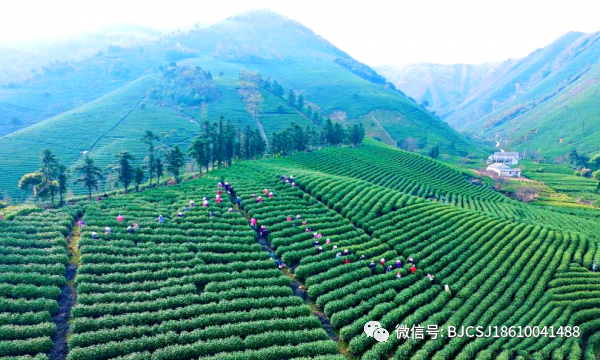 新趋势：更多年轻人喜欢在直播间买茶