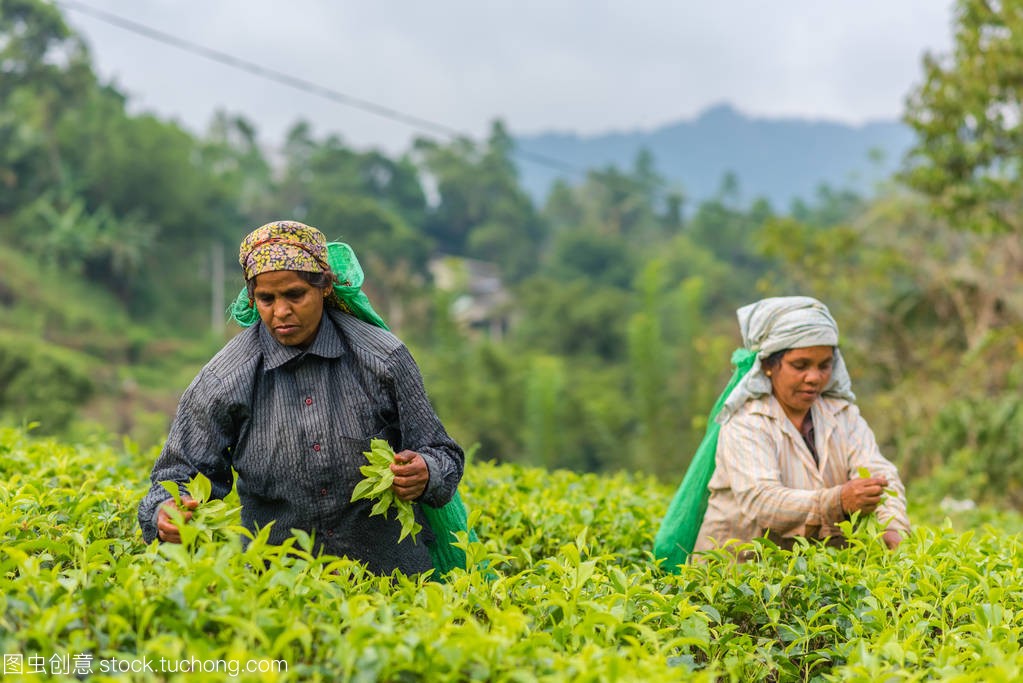斯里兰卡茶行业：政府应当采取紧急措施避免茶叶出口瘫痪