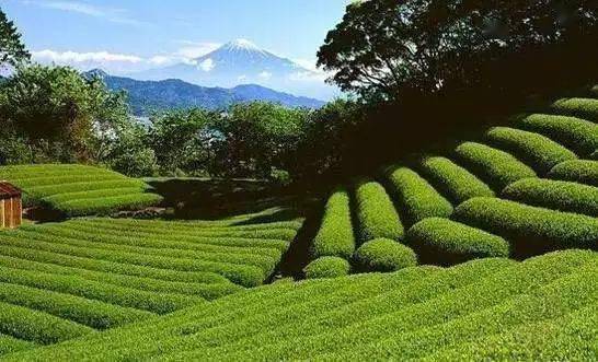 湖北茶叶应对干旱措施