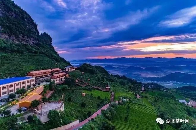 湄潭县：科技创新“创”出干净优良茶