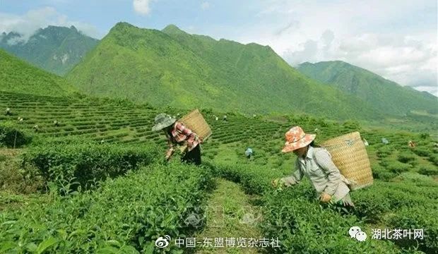 越南茶叶出口居世界第五，中国市场占12~15%