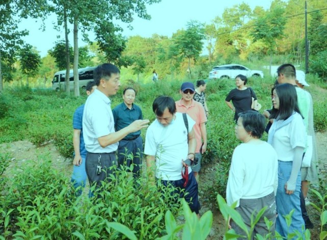 团风县雪山岭村：茶产业支撑乡村振兴
