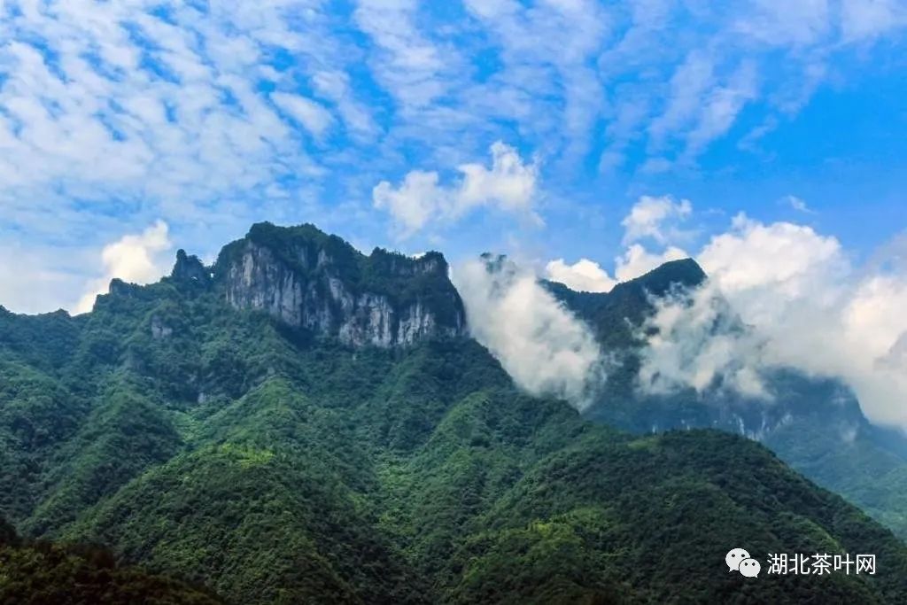 巴东红：新时代品牌强农的“火车头”