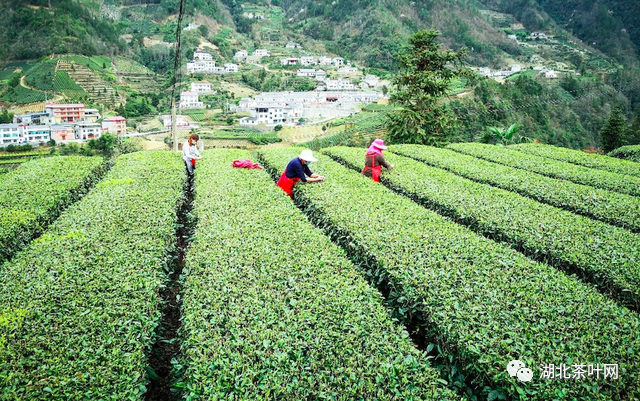 打造“一绿一红一黑”，湖北向千亿茶产业迈进
