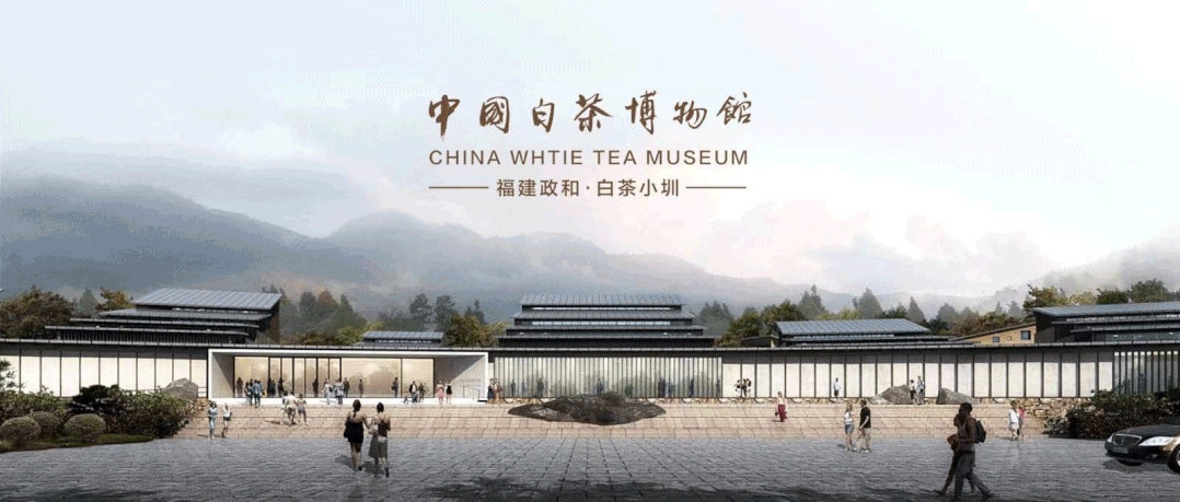 政和白茶藏茶技艺首位非遗传承人公布