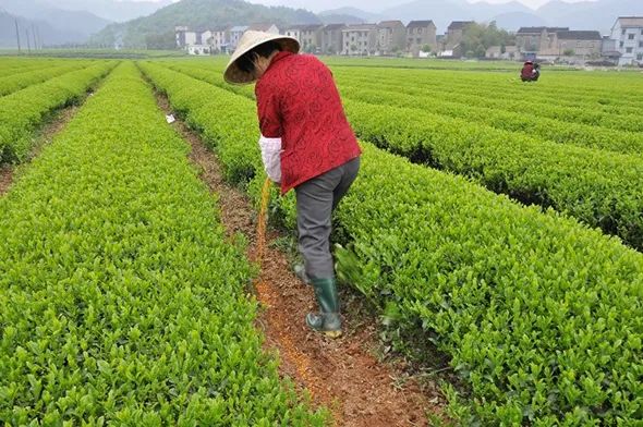 科学施肥让茶叶迈向绿色高产高效