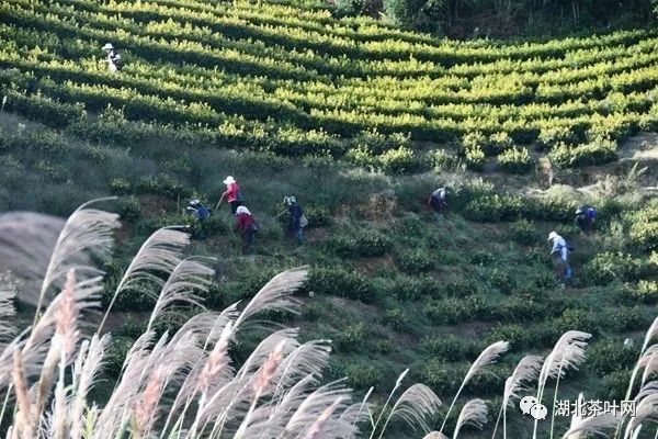 贵州织金：秋冬茶园管护忙