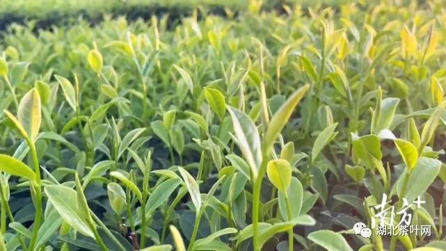 广东揭阳：小茶叶助力惠来小山村发展“绿色经济”